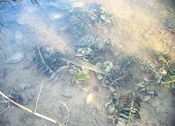 Притаился