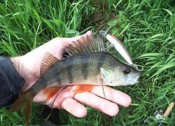 You-Zury L-Minnow 66