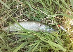 Rapala X-Rap 8