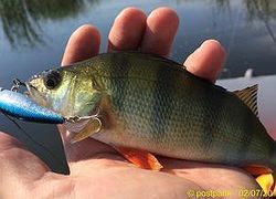 Aiko Shiner 55S