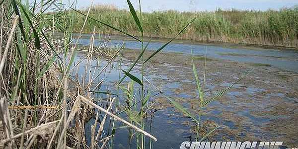  'Поиск активной щуки в августовскую жару'