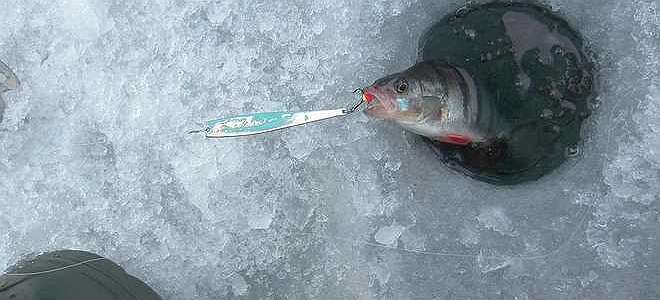  'Отчёт о рыбалке – Финский залив -  Ольгино – 12.02.2017'
