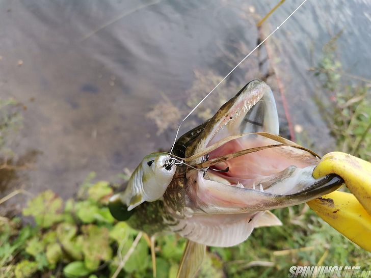 Изображение 9 : Crazy Fish Tough 5,9" - в варианте "неогрузки"