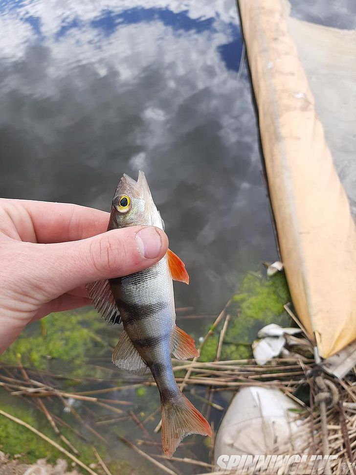 Изображение 2 : Приманка Lucky John Baby Rockfish 35 – универсальная приманка для пассивного хищника
