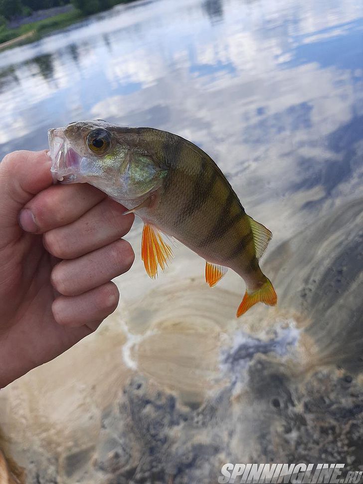 Изображение 6 : Приманка Lucky John Baby Rockfish 35 – универсальная приманка для пассивного хищника