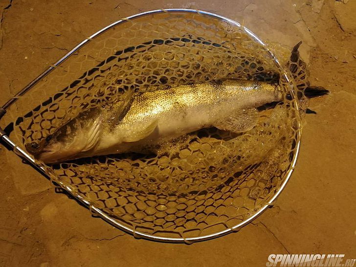 Изображение 10 : Crazy Fish Vibro Fat – превосходный аналог!