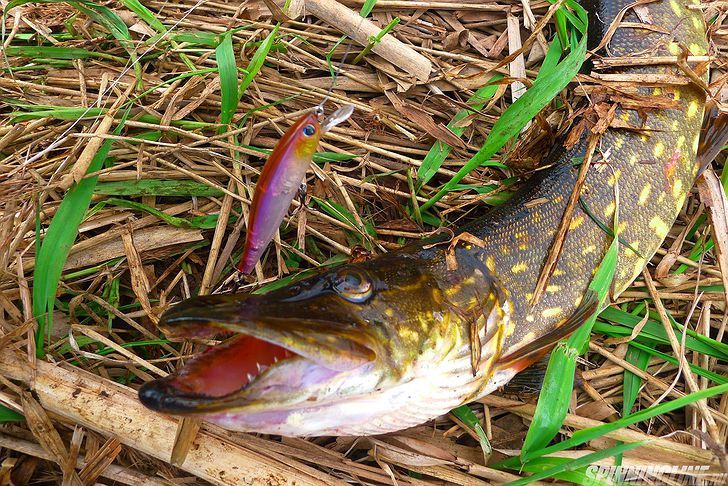 Изображение 6 : Hardcore Minnow Flat 70SP. Один из лучших Yo-Zuri/Duel
