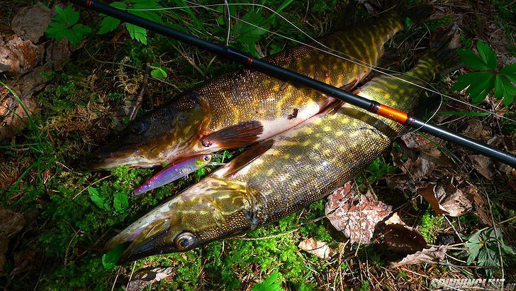 Изображение 7 : Hardcore Minnow Flat 70SP. Один из лучших Yo-Zuri/Duel