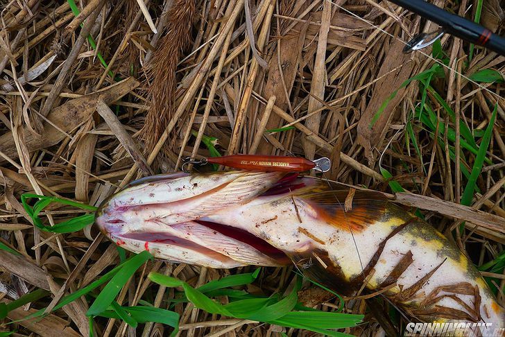 Изображение 10 : Hardcore Minnow Flat 70SP. Один из лучших Yo-Zuri/Duel