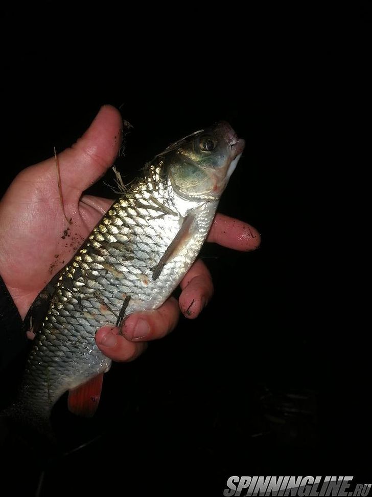 Изображение 26 : Lucky John Baby Rockfish 61 – минивиброхвост