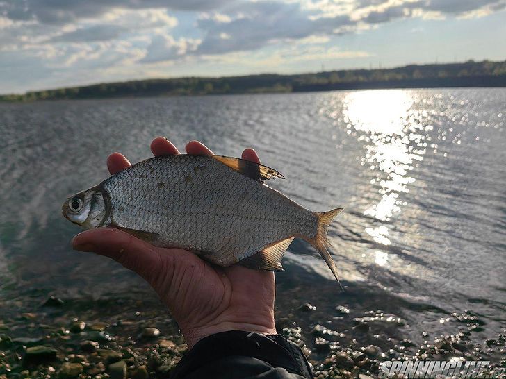 Изображение 5 : Городская рыбалка, часть 4 - день плотвы.