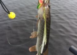 Storm Popper