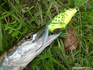 Изображение 3 : Aiko Frog slide 50 - лягушонок-вездеход
