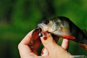 Изображение 6 : Резина Lucky John Tioga - поисковик на рыбалке!