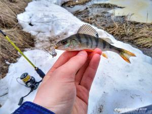 Изображение 2 : Crazy Fish Polaris - палочка-выручалочка при ловле окуня
