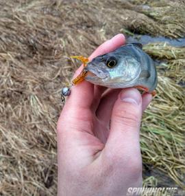 Изображение 3 : Crazy Fish Polaris - палочка-выручалочка при ловле окуня