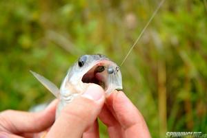 Изображение 3 : Уловистый малыш от Lucky John Baby Rockfish