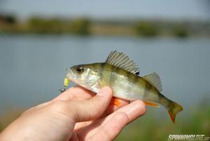 Изображение 4 : Уловистый малыш от Lucky John Baby Rockfish