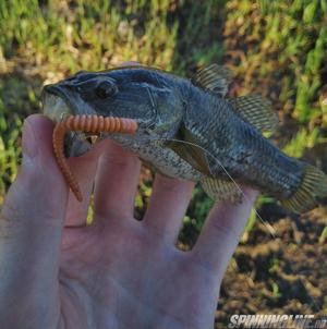 Изображение 1 : Crazy Fish Cruel leech - уловистый червяк