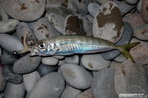 Изображение 7 : Приманка Crazy Fish Cruel Leech или джокер среди «червей»