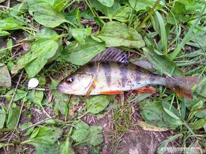 Изображение 4 : Блесна Crazy Fish Beager - ультралайт во всей красе