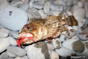 Изображение 6 : Гроза морей и рек - Bait Breath Skeleton Shrimp
