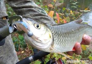 Изображение 1 : Приманка Akkoi Magnet 50 - малек, сводящий рыбу с ума!