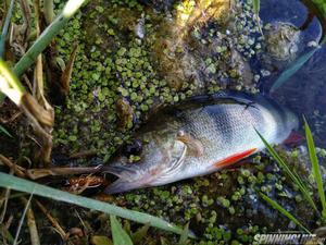 Изображение 1 : Crazy Fish Nano Minnow - убойный хит при ловле хищной и белой рыбы