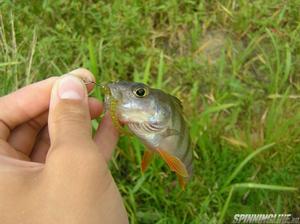 Изображение 4 : Приманка Crazy Fish Cruel Leech 2.2 - лакомство для полосатых